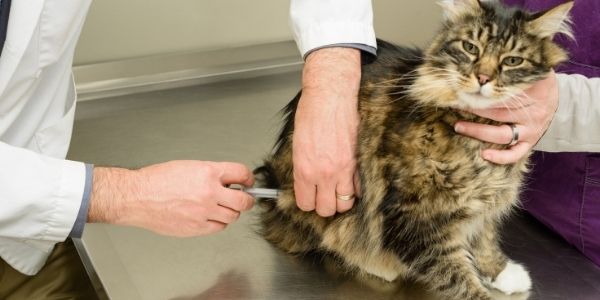 Typical clearance cat vaccines